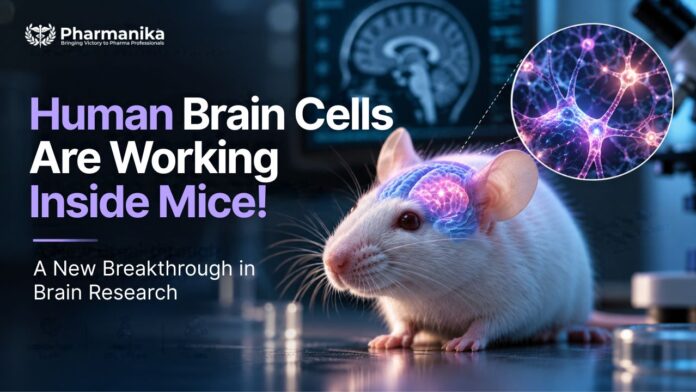 Mouse with functioning human brain cells used to study human brain disorders